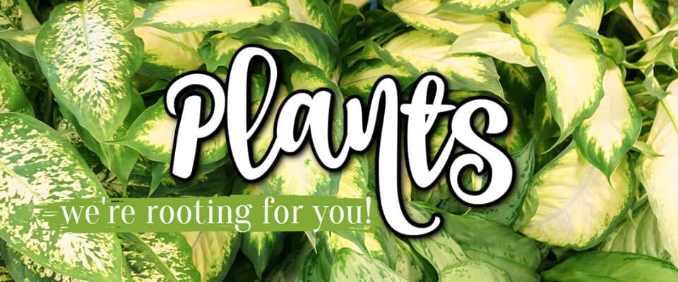 Shop Plants collection